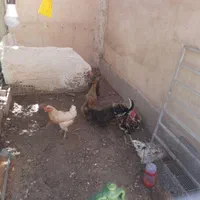 1خروس گلین 5مرغ بومی  تخم گذار|حیوانات مزرعه|اصفهان, اشکاوند|دیوار