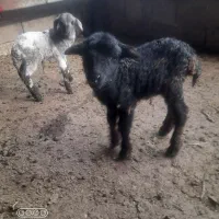 زیر قیمت بازار|حیوانات مزرعه|اسالم, |دیوار