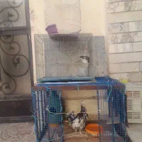 قفس فروشی