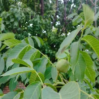 خانه ویلایی ، باغچه ( 30 درصد چک )|فروش خانه و ویلا|زبرخان, |دیوار