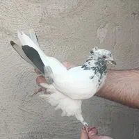 کبوتر|پرنده|ری, شهادت|دیوار