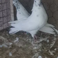 کفتر|پرنده|زارچ, |دیوار