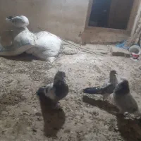 ۱۸ عدد کبوتر پروازی فروشی