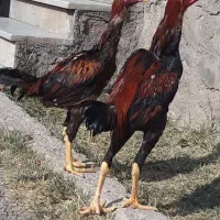 دو تا خروس لاری شش ماهه سالم دنک بالا