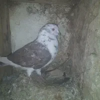 نر دوکت بادمجانی جوجه مقلف طوقی