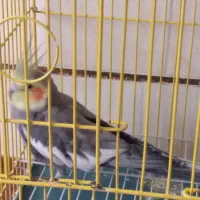 عروس هلندی|پرنده|فارسان, |دیوار