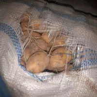 سیب خاکی برای دام