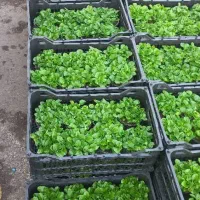 پیش فروش سبزه نارنج