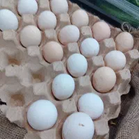 تخم مرغ نطفه دار