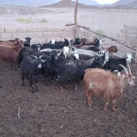 بز گوسفند|حیوانات مزرعه|بافق, |دیوار