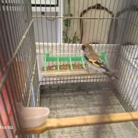 سهره ماده دورگ