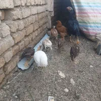 جوجه لاری و بوقلمون و جوجه مرغی|حیوانات مزرعه|الوند, |دیوار