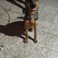 سگ اصل ژرمن A