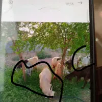 گم شده|حیوانات|اندیمشک, |دیوار