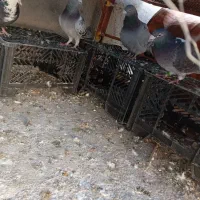 کبوتر فروشی|پرنده|نرماشیر, |دیوار