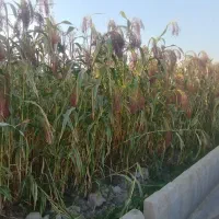 جارو خوشه