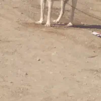 فروشی دهن پاک وگوسفندی