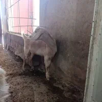 سه عدد بز با دوتا کهره نر