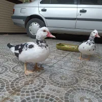 فروش دو اردک نژاد زیبای آناکونا .