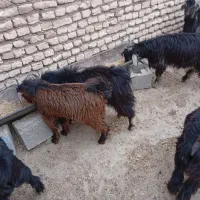 بزغاله چاق|حیوانات مزرعه|دهلران, |دیوار