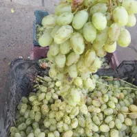 انگور مخصوص شیره . شیرازی کلی ۴۹
