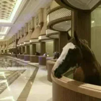 پانسیون  و نگهداری اسب