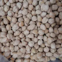 نخود دیم سفید و درشت