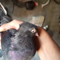 کبوتر|پرنده|ایذه, |دیوار