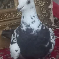 سینه مشهدی|پرنده|مشهد, علی آباد|دیوار