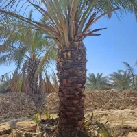 خریدار انواع نخل مثمر باریشه کشاورزان