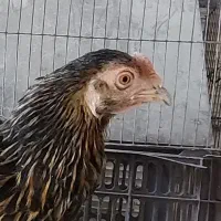 مرغ معامله با مرغ عشق ، فنچ