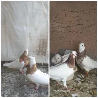 جفت طوق شازده ای و جفت طوق زرد دوکاکله