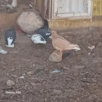 کفتر همه باهم دونه ای200|پرنده|کرمان, |دیوار