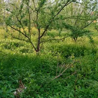 زمین مسکونی و باغی سنگر کوچه بهار|فروش زمین و ملک کلنگی|سنگر, |دیوار