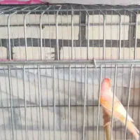 قناری|پرنده|جم, |دیوار