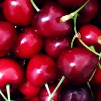 فروش فوق العاده گیلاس تازه تازه از باغ