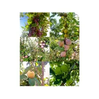 فروش خانه ویلایی مجهز و مبله|فروش خانه و ویلا|سیاخ دارنگون, |دیوار