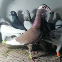 کبوتر پرشی سوسکی سار