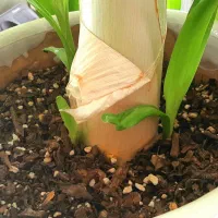 گل سوسن بزرگ با گلدون|گل و گیاه طبیعی|اردکان, |دیوار