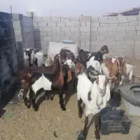 بز فروشی|حیوانات مزرعه|خرمشهر, |دیوار