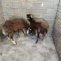 گوسفند