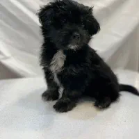 فروش توله سگ شیتزو نر پا کوتاه ۲ ماهه