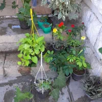 درمورد گیاه آپارتمانی راهنمایی کنید