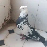 سفید دم سیاه دمبی