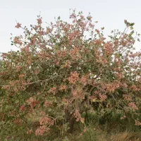 80هکتار-مزرعه-پستهو-کشاورزی