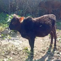 خریدارواقعی تماس بگیرد