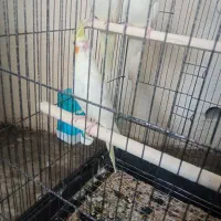 عروس هلندی مولد|پرنده|سرپل ذهاب, |دیوار