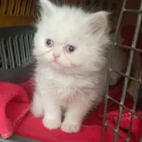 پرشین سوپر فلت و اسکاتیش