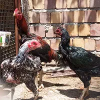 تخم لاری اصیل