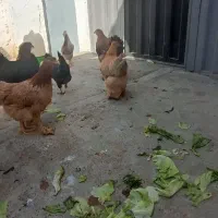 مرغ و خروس|حیوانات مزرعه|پاکدشت, پاکدشت (مامازند)|دیوار